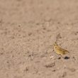 Pipit farlouse